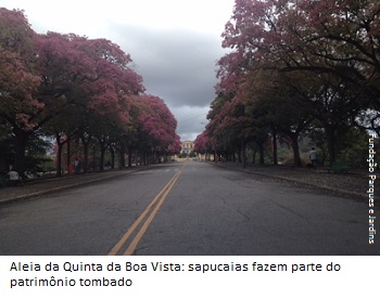 sapucaias